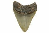 Fossil Megalodon Tooth - North Carolina #355862-1
